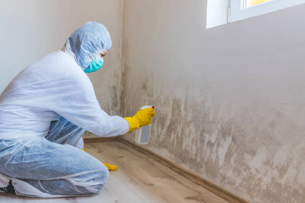 Licensed Commercial Mold Remediation service in Bloomington, MD - WQB Mold Removal